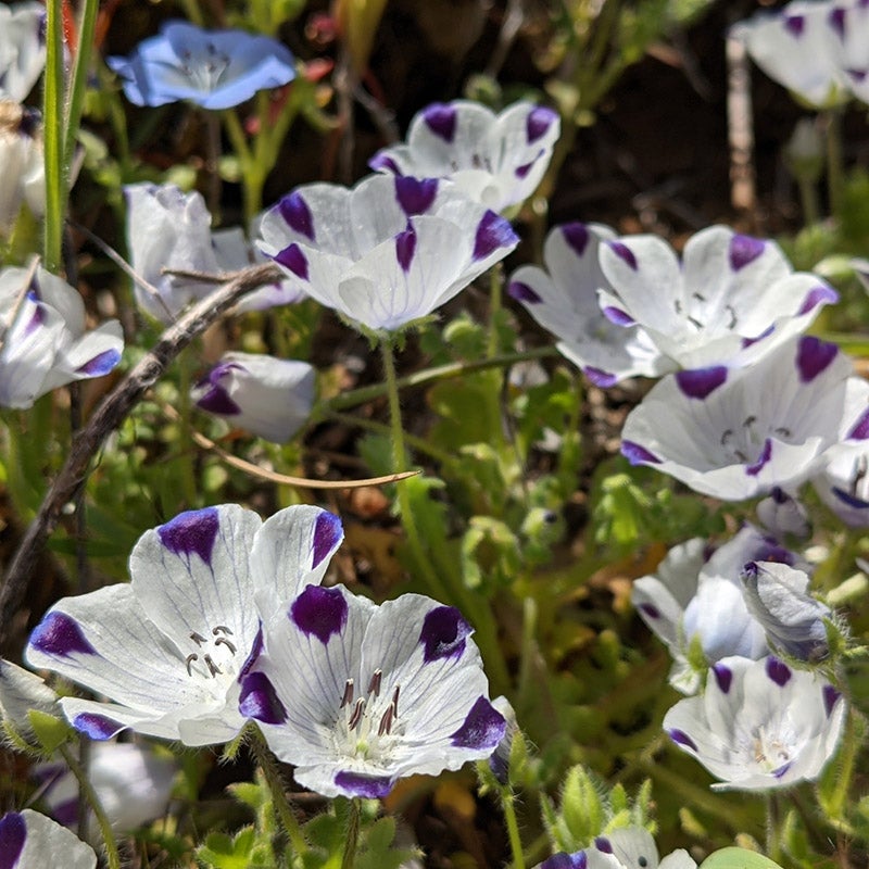 Native Southwest Wildflower Seed Mix