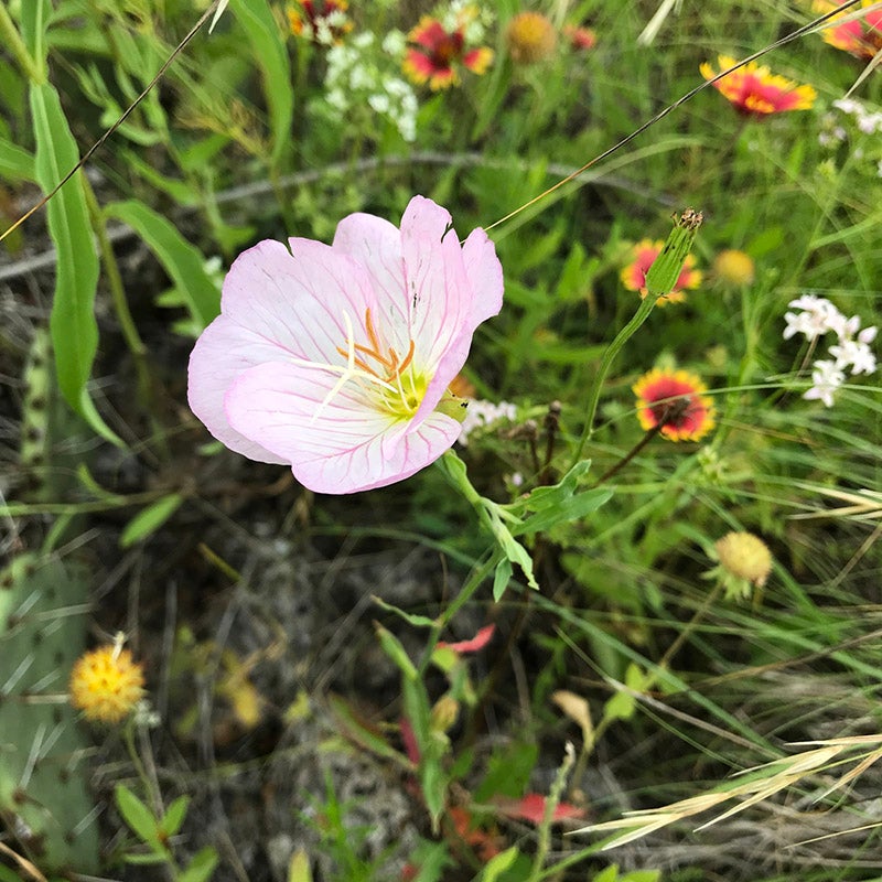 Native Southwest Wildflower Seed Mix