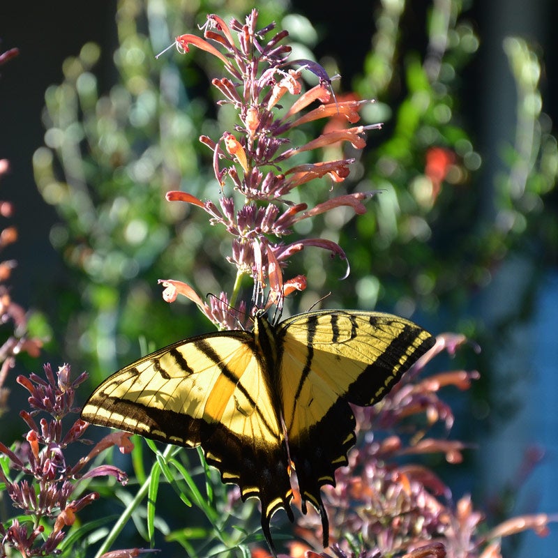 Pink and Orange and Silver Agastache rupestris, Agastache rupestris, Licorice Mint or Sunset Hyssop