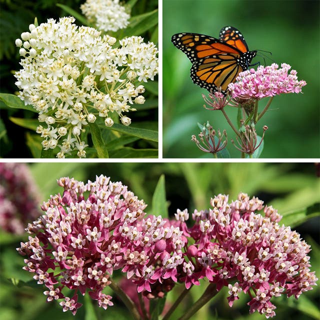 Swamp Milkweed Collection