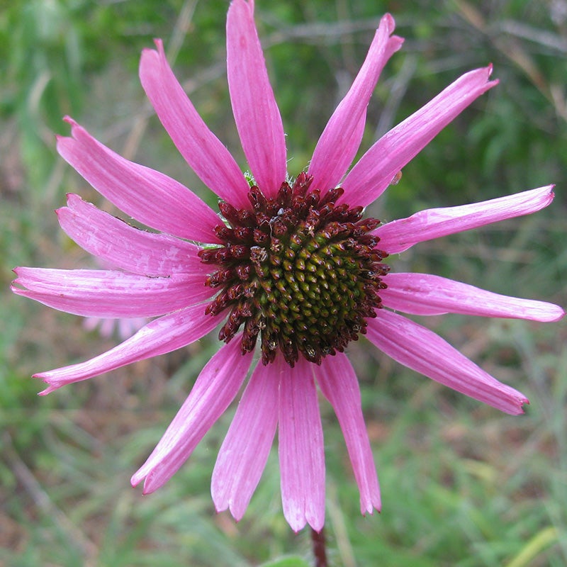 Tennessee Echinacea (Echinacea tennesseensis)
