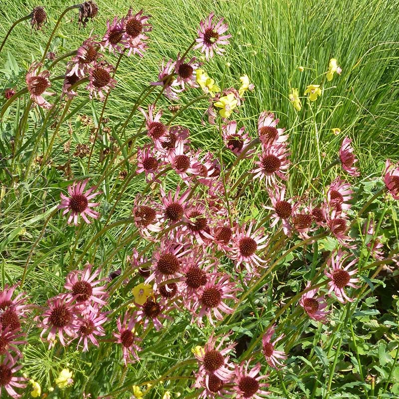 Tennessee Echinacea (Echinacea tennesseensis)