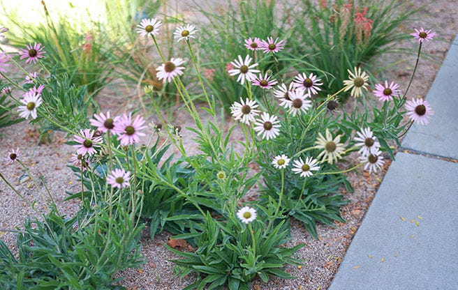 Tennessee Echinacea (Echinacea tennesseensis)