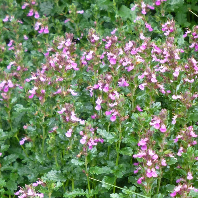 Compact Creeping Germander (Teucrium)