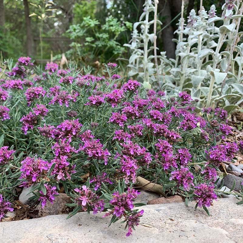 Gray Creeping Germander (Teucrium cossonii). Employee Photo. 