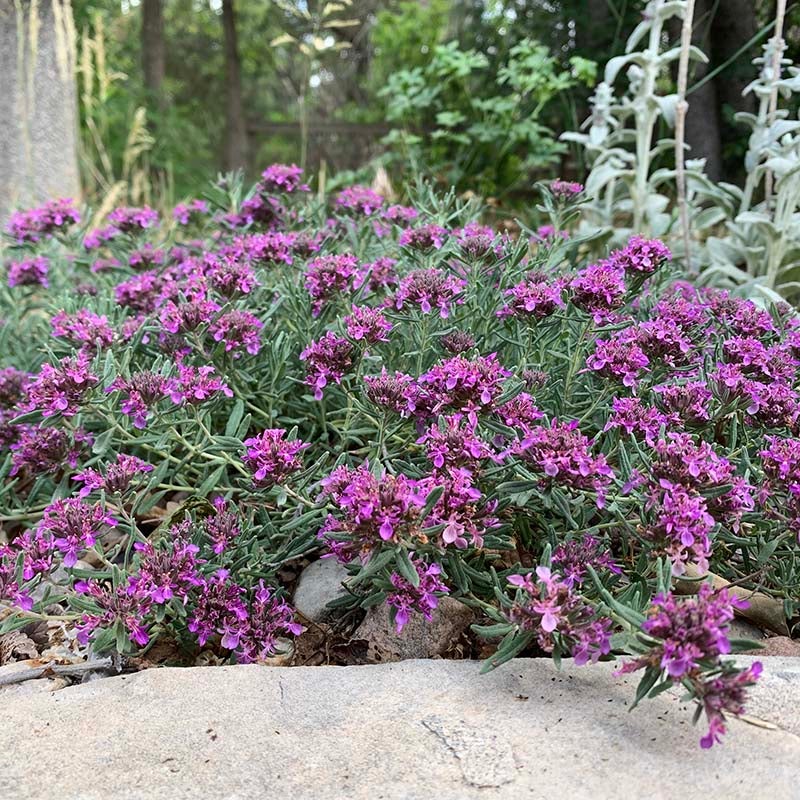 Gray Creeping Germander (Teucrium cossonii). Employee Photo. 