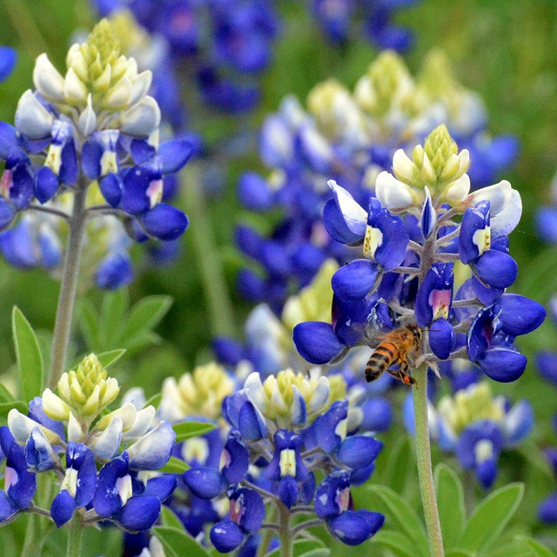 Lupinus texensis, Texas Bluebonnet