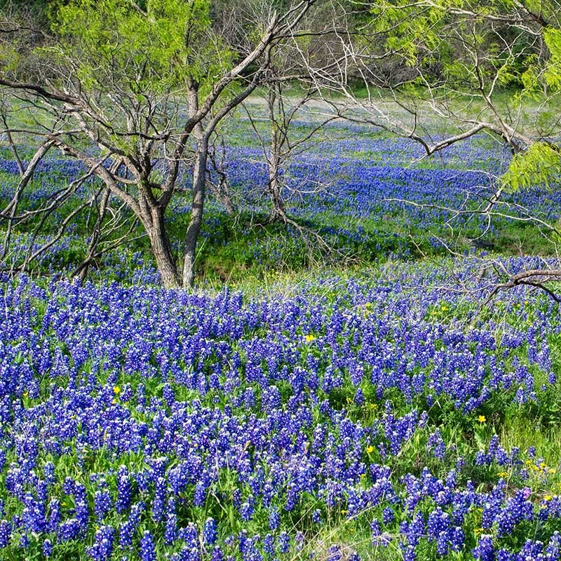 Lupinus texensis, Texas Bluebonnet