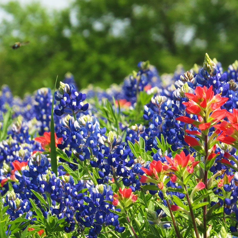 Lupinus texensis, Texas Bluebonnet