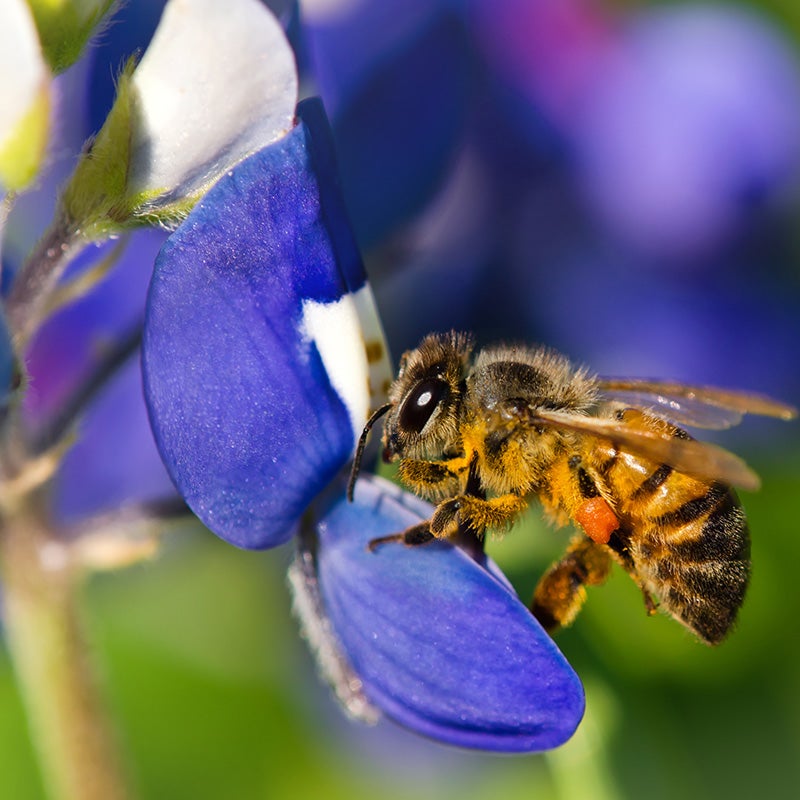 Lupinus texensis, Texas Bluebonnet