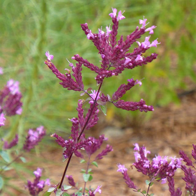 Thanksgiving Ornamental Oregano