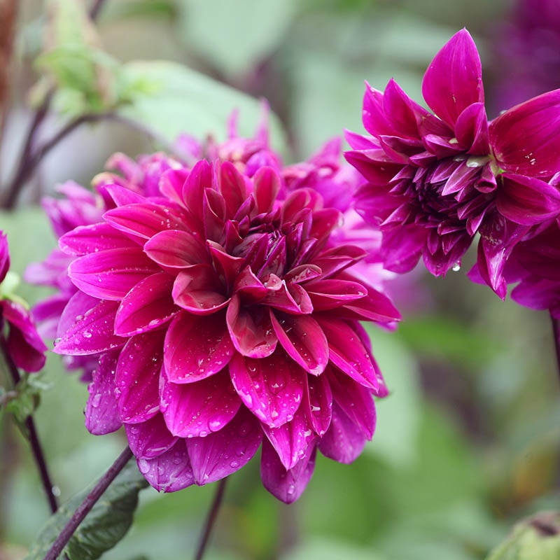 Thomas Edison Dinnerplate Dahlia