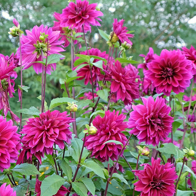 Thomas Edison Dinnerplate Dahlia