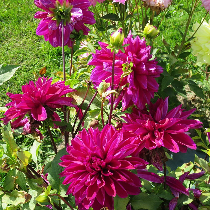 Thomas Edison Dinnerplate Dahlia