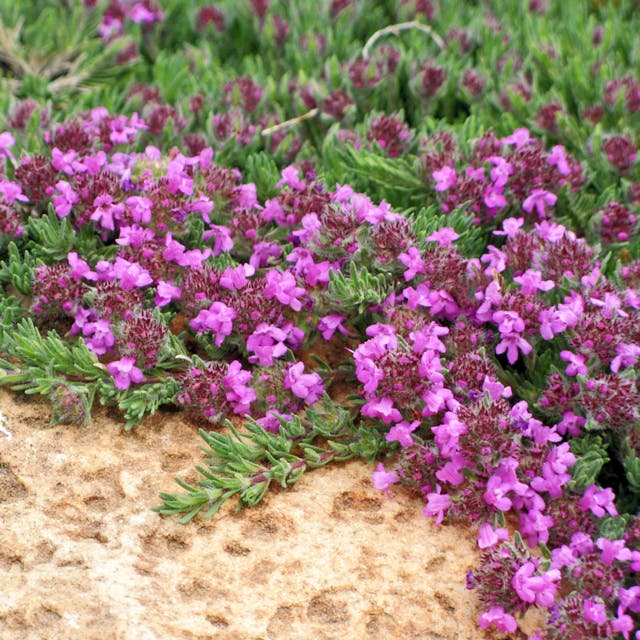 Juniper Leaf Thyme