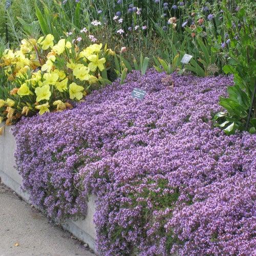 Pink Creeping Thyme, Thymus praecox ssp. arcticus Coccineus