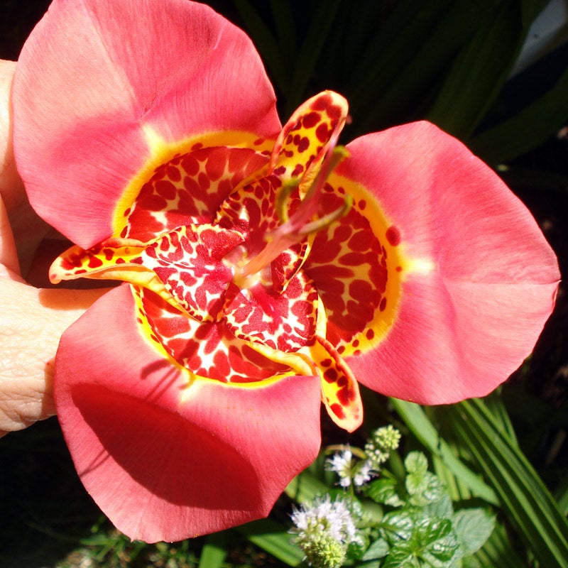 Tigridia, Tiger Flower Bulb Mix, Mexican Shellflower Mix