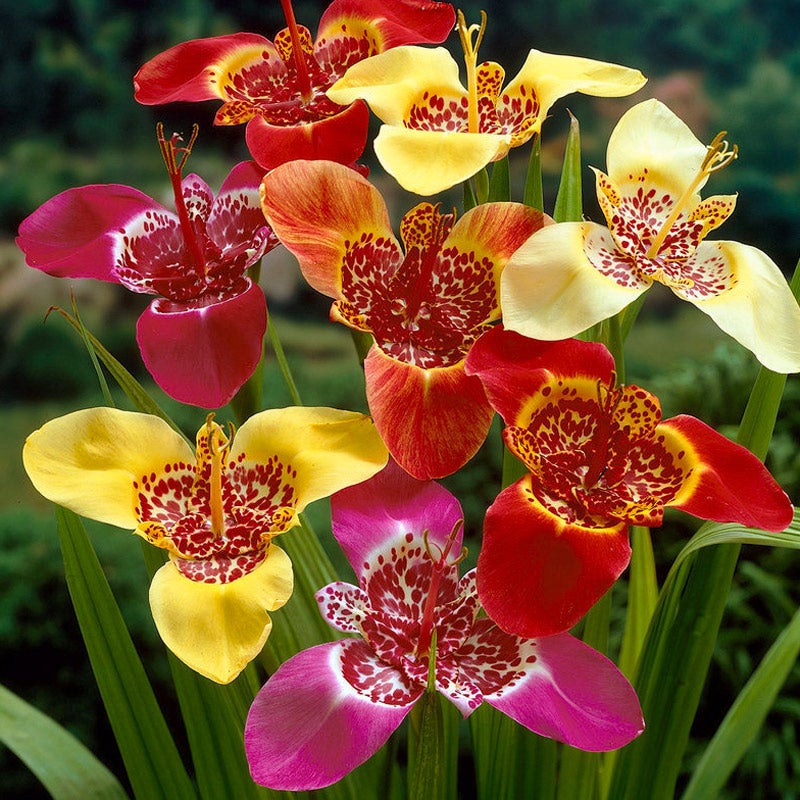 Tigridia, Tiger Flower Bulb Mix, Mexican Shellflower Mix