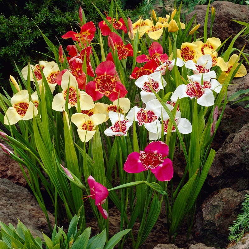 Tigridia, Tiger Flower Bulb Mix, Mexican Shellflower Mix