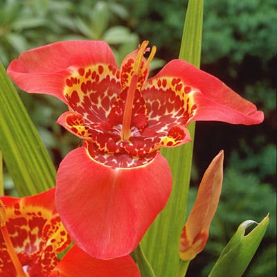 Red Tiger Flower (Tigridia)