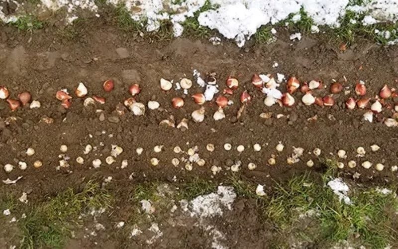 Trench Planting Spring Blooming Bulbs