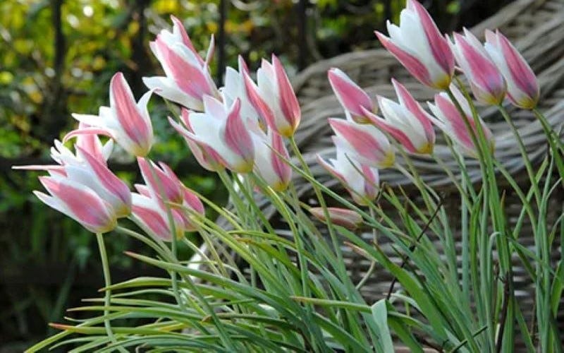 How To Choose & How To Grow Tulips