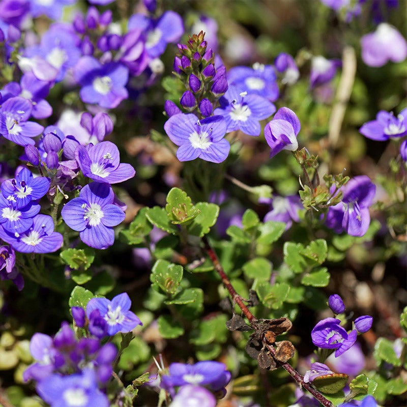 Veronica liwanensis, Turkish Speedwell close up of purple-blue blooms and green foliage