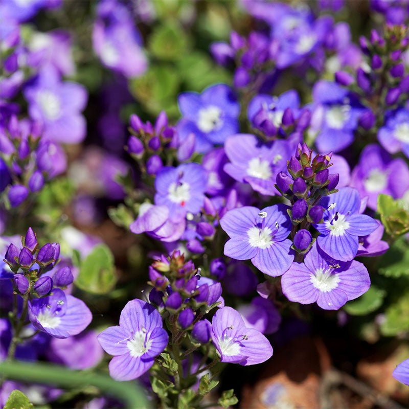 Veronica liwanensis, Turkish Speedwell close up of purple-blue blooms, and un-opened flower buds