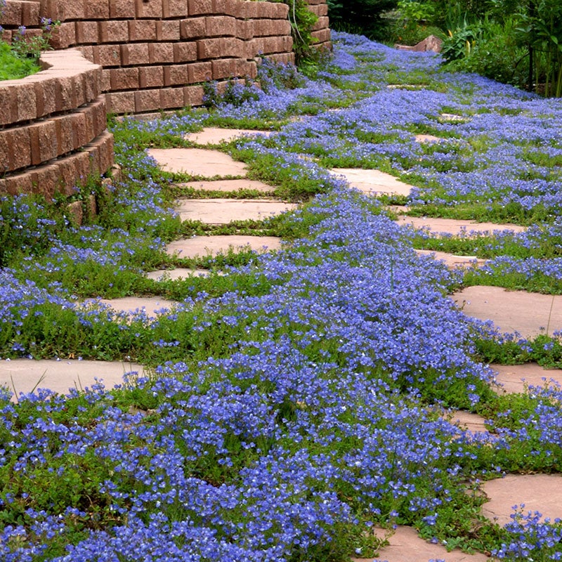 Blue Veronica liwanensis, Veronica liwanensis, Turkish Speedwell