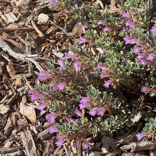 Tushar Bluemat Penstemon