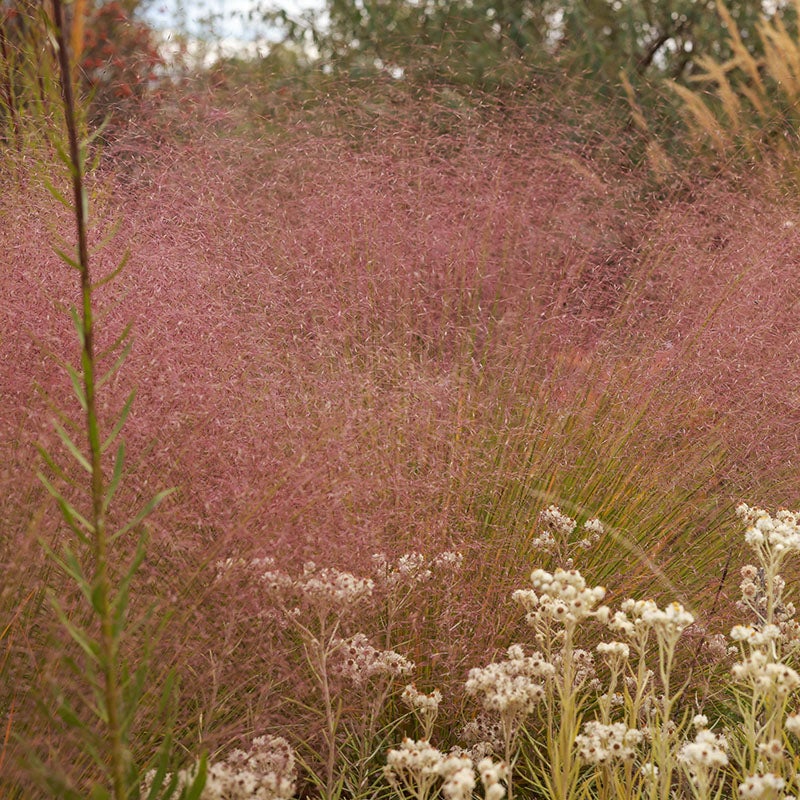 Undaunted® Ruby Muhly Grass (Muhlenbergia reverchonii 'PUND01S')