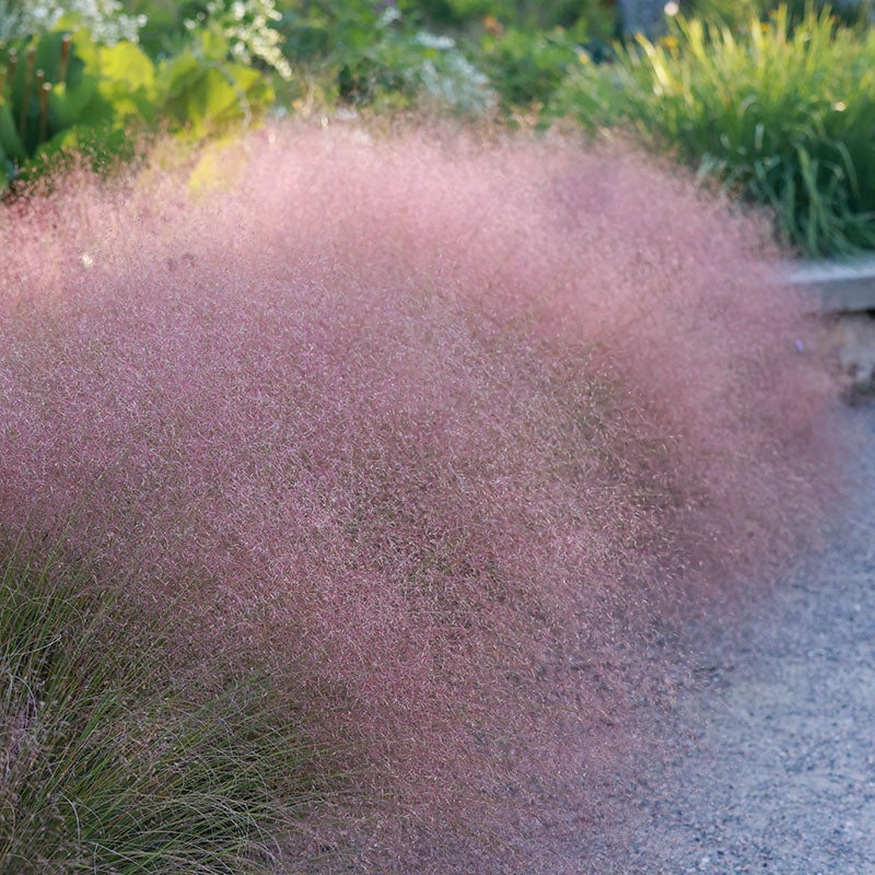 Undaunted® Ruby Muhly Grass (Muhlenbergia reverchonii 'PUND01S'). Employee Photo.