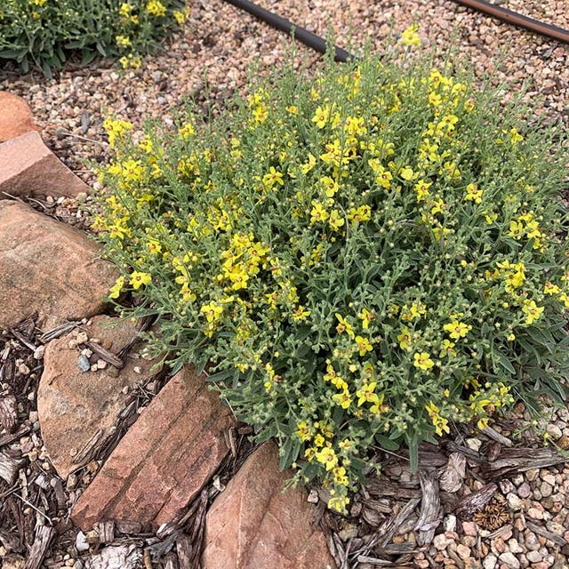 Letitia Flannel Plant (Verbascum)