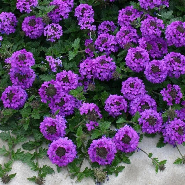 Valley Lavender® Plains Verbena