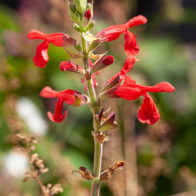 Vermilion Bluffs® Mexican Salvia