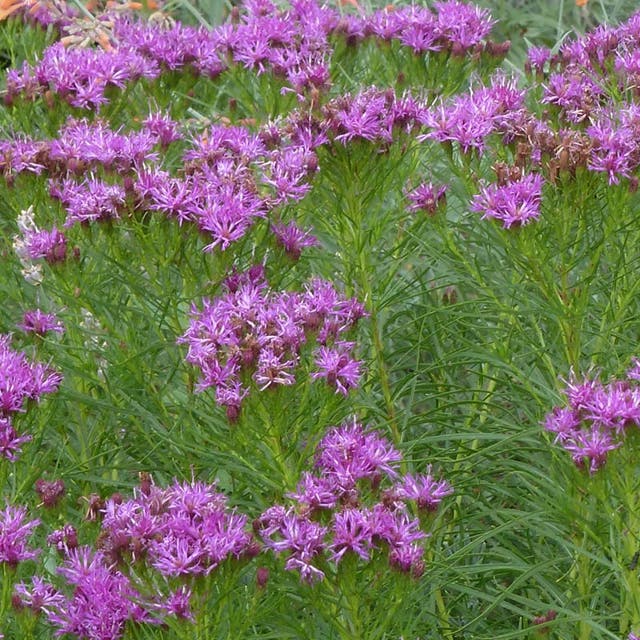 Iron Butterfly Ironweed (Vernonia)