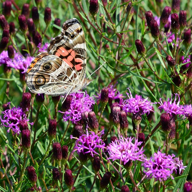 Summer's Swan Song Ironweed (Vernonia)