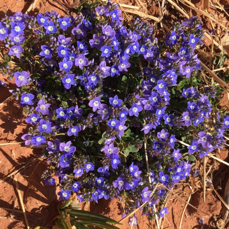 Blue/Purple  Veronica liwanensis, Veronica liwanensis, Turkish Speedwell - Customer Photo by  Celeste M. 