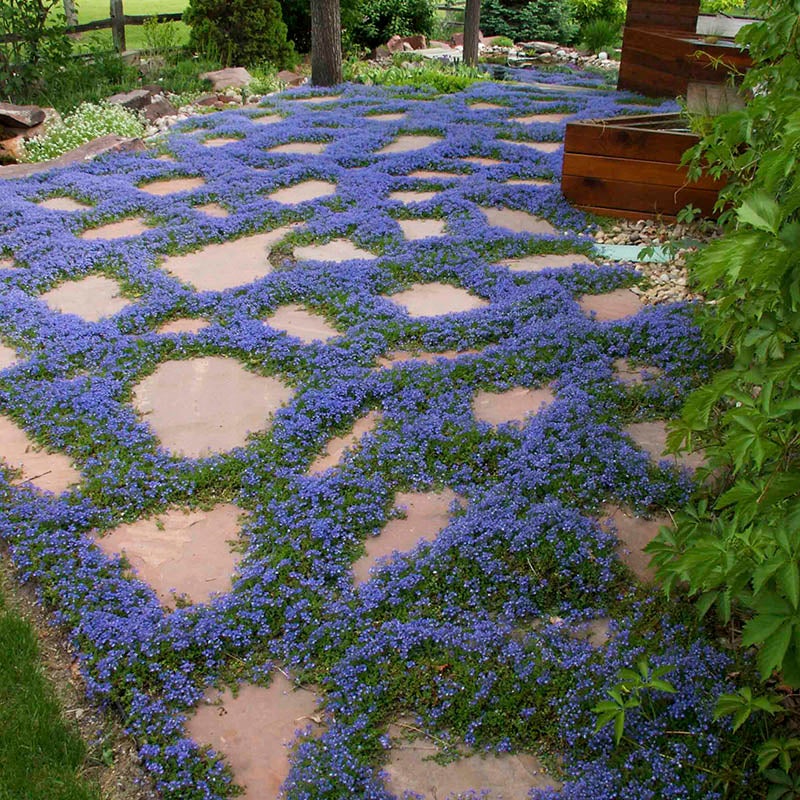 Blue Veronica liwanensis, Veronica liwanensis, Turkish Speedwell, Photo Courtesy of Plant Select