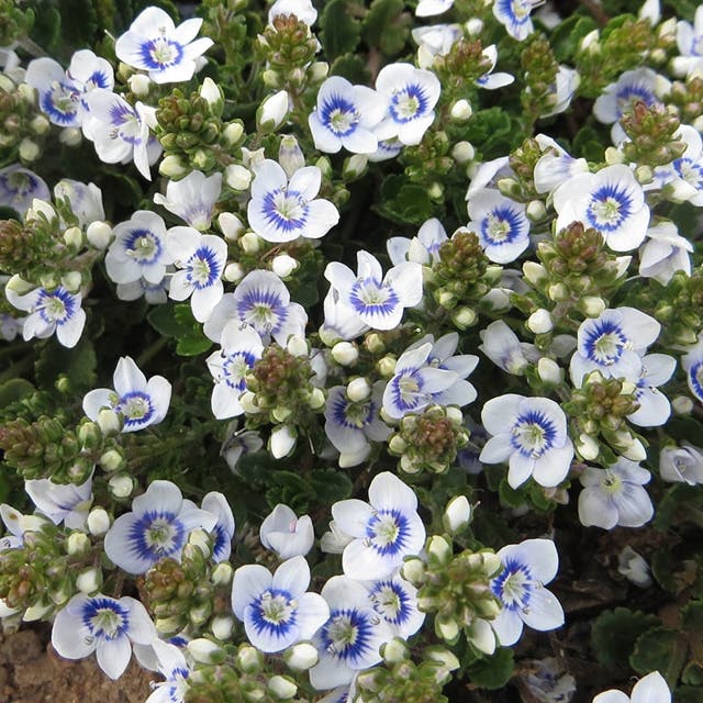 Snowmass® Veronica