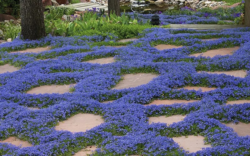 Thyme Leaf Veronica | Speedwell