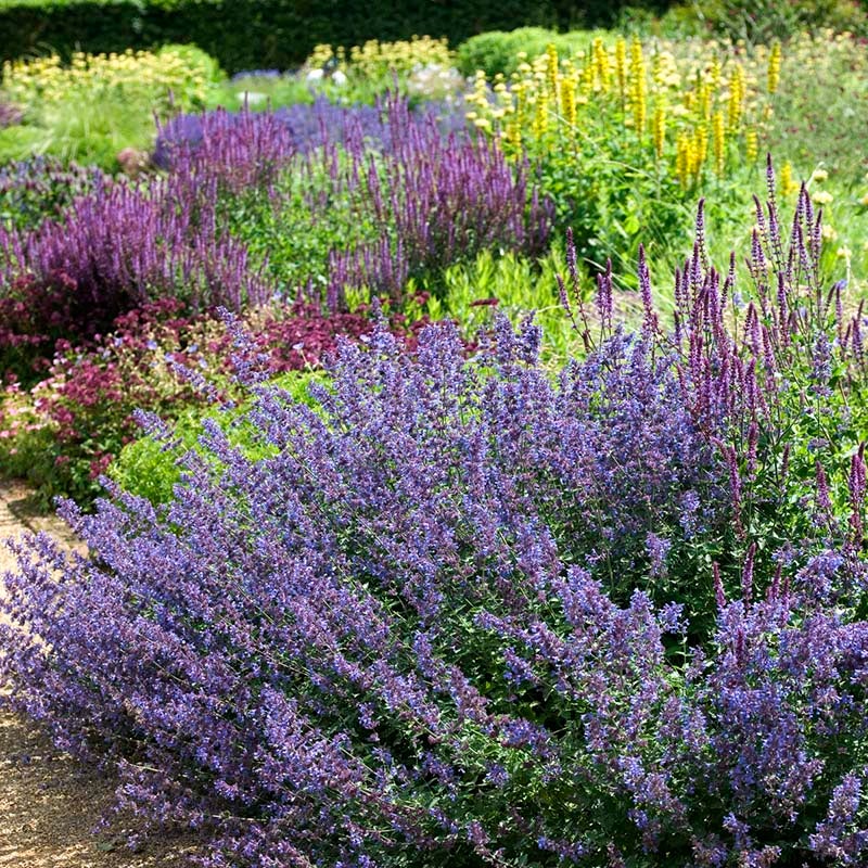 Nepeta x faassenii 'Walker's Low', Walker's Low Catmint