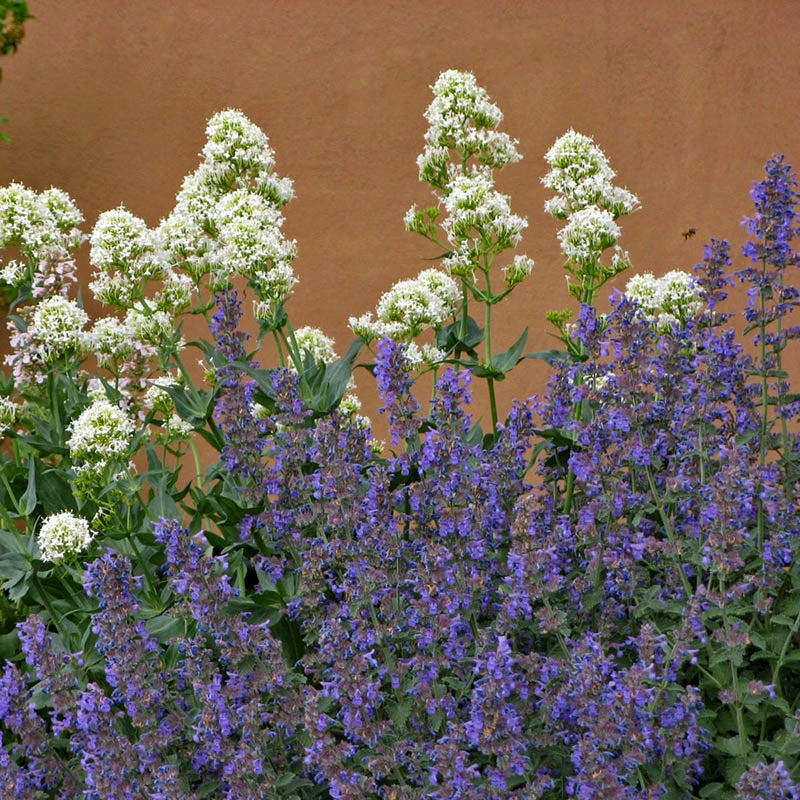 Nepeta x faassenii 'Walker's Low', Walker's Low Catmint