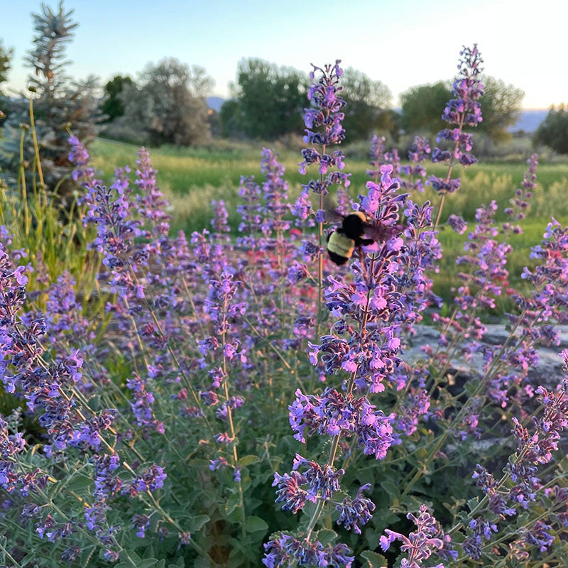 Nepeta x faassenii 'Walker's Low', Walker's Low Catmint with pollinator