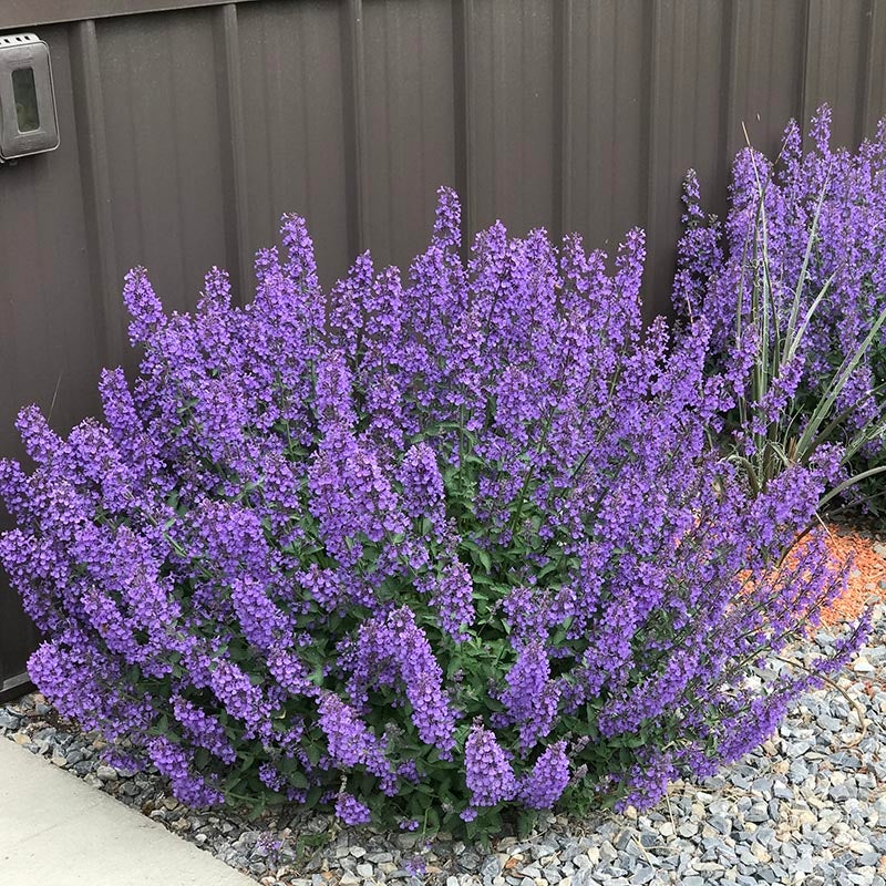 Nepeta x faassenii 'Walker's Low', Walker's Low Catmint