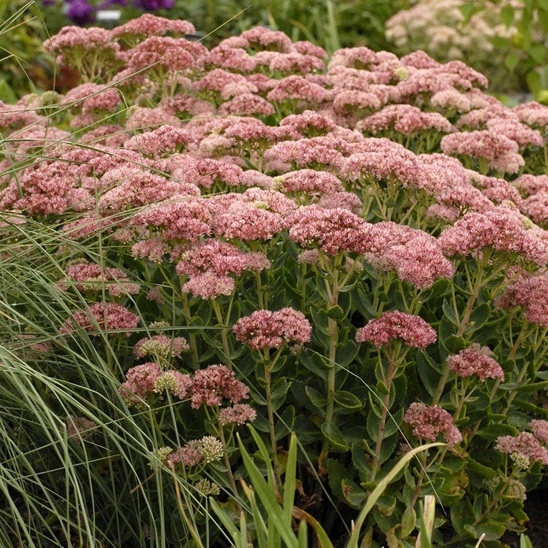 Autumn Fire Sedum. Photo courtesy of Walter's Garden Inc.