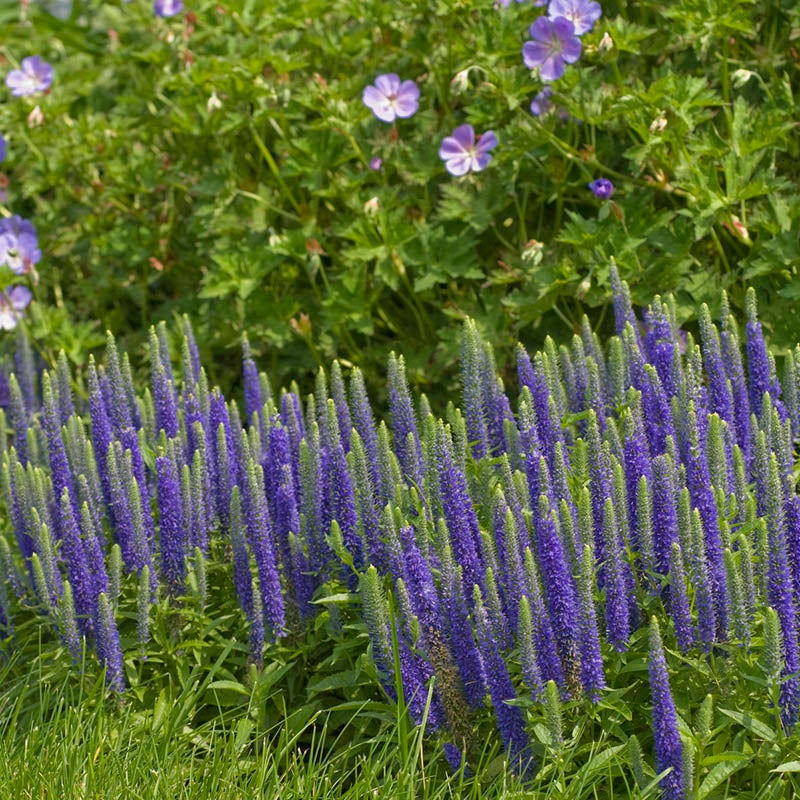 Royal Candles Veronica (Veronica spicata 'Royal Candles')