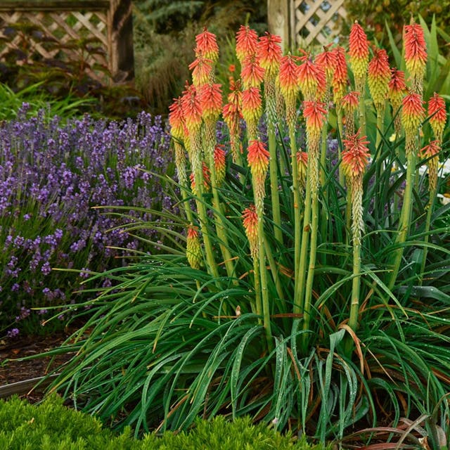 Fire Dance Red Hot Poker