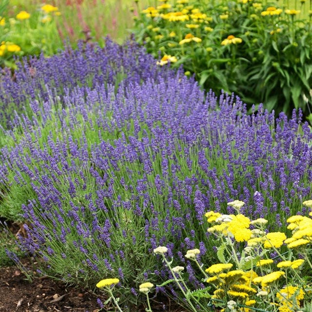 Hidcote Superior English Lavender