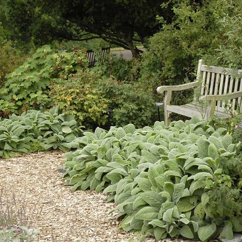 Helen Von Stein Lamb's Ear (Stachys byzantina 'Helen Von Stein'). Photo Courtesy of Walters Gardens Inc.